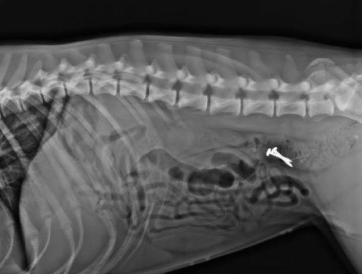 Pet Digital Radiology